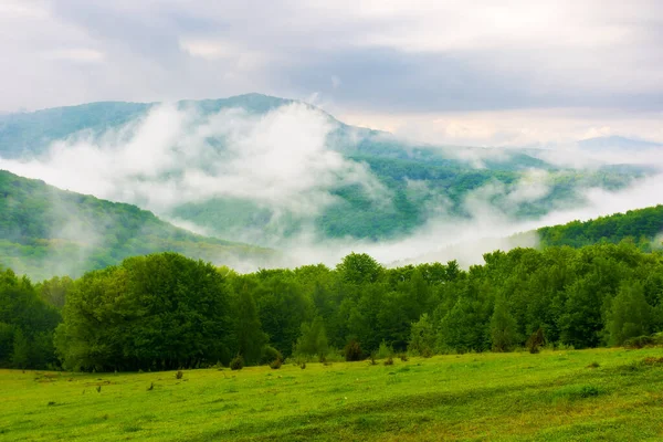 Zelené Modré Scenérie Horách Travnatá Louka Les Kopci Mlha Údolí — Stock fotografie