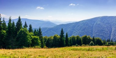 Bir yaz öğleden sonrasında Karpatlar 'ın dağ manzarası. Çimenli çayırlarda bir sıra çam ağacı. Kornohora sırtı neredeyse açık bir gökyüzünün altında