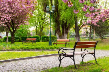 Güzel sakura ağaçlarının altında yürüyüş yolu. Bahar mevsiminde kiraz çiçeği. Sabahın köründe boş park
