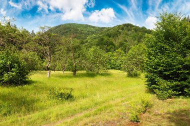 Dağların arasında geniş bir orman. Ukraynalı Karpatların güzel yaz manzarası. Mavi gökyüzünün altında yeşil yapraklar içinde kabarık bulutlu ağaçlar.