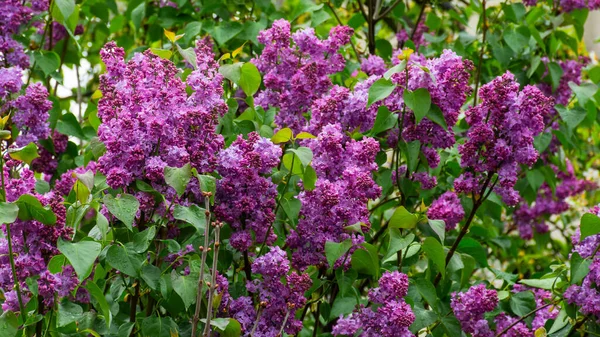 Siringa Cespuglio Fiore Bellissimo Sfondo Verde Botanico Natura Nella Stagione — Foto Stock