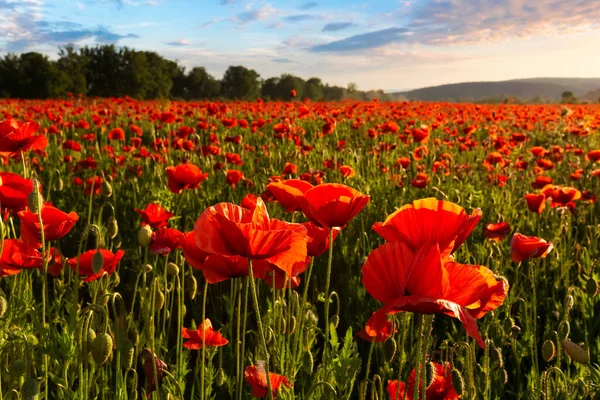 Campo Amapola Maíz Flor Atardecer Maravilloso Paisaje Verano Las Montañas —  Fotos de Stock