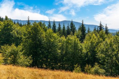 Tepedeki orman aydınlık bir yaz günü. Karpat Dağlarının güzel manzarası