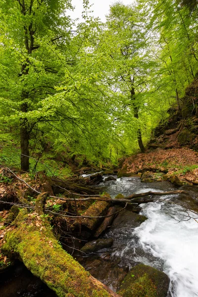 Schnelle Wasserströmung Park Uralter Buchenwald Frühling Schöne Naturkulisse — Stockfoto