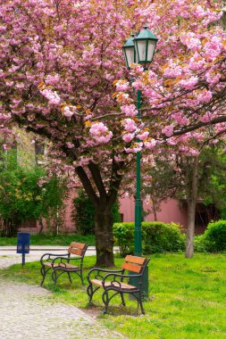Sakura Çiçeği 'ne park et. Baharda harika bir manzara. Ukrayna 'da Hanami sezonu