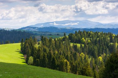 Çimenli tepelerdeki orman bir çayır. Baharda doğa manzarası. Bulutlu güneşli bir hava. benekli ışıkta yeşil manzara