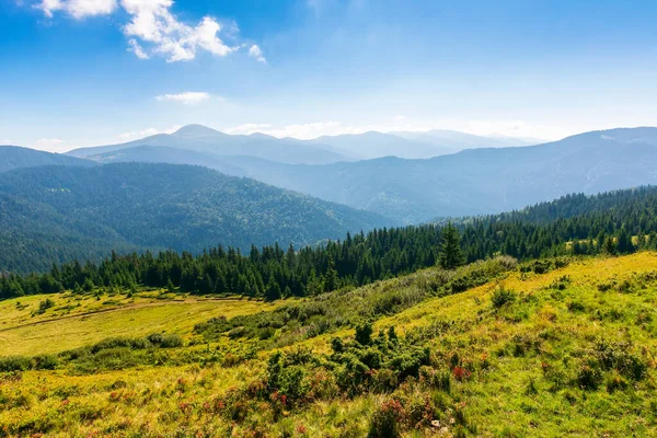 Letni Krajobraz Górski Świetle Poranka Hoverla Szczyt Oddali Błękitne Niebo — Zdjęcie stockowe