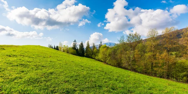 Idyllisch Landschap Karpaten Ukraïne Verse Groene Weiden Bomen Heuvels Besneeuwde — Stockfoto