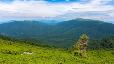 Çimenli yamaçtaki ağaç. Yeşil vadiye bakın. Güzel doğa geçmişi. Yaz kırsal bölgeleri dağlarda