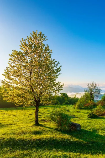 Baum Auf Der Wiese Bei Sonnenaufgang Schöne Landschaft Der Karpaten — Stockfoto