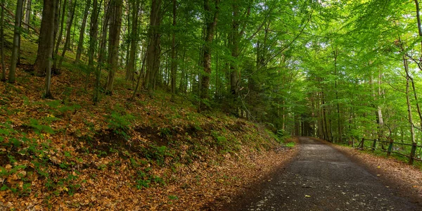 Kırsal Asfalt Yolu Ormanın Içinden Geçiyor Yazın Yeşil Doğa Manzarası — Stok fotoğraf
