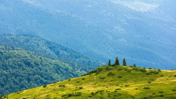 丘の上にスプルースの木 夏の美しい自然を背景に 朝の光の中の美しい緑の風景 — ストック写真