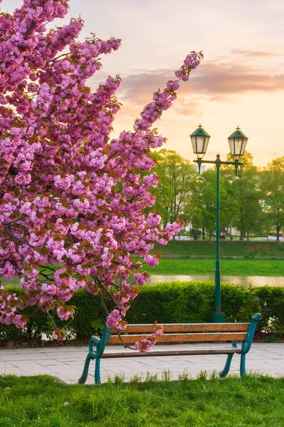 Flor Cerezo Amanecer Hermoso Paisaje Urbano Orilla Del Río Uzh — Foto de Stock