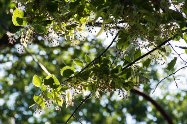Jun 'da ıhlamur çiçeği. Güneşli bir günde güzel bir arka plan. Mavi gökyüzünün önünde güneş ışığı altında dallar. tıpta kullanılan bitki