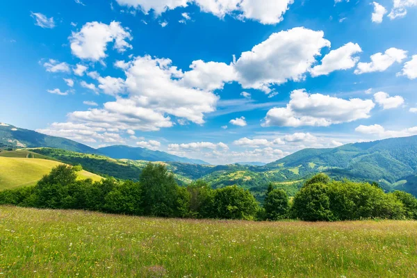 夏の草の山の牧草地 ふわふわの雲が広がる晴れた日の美しい田園風景 丘の上の木 — ストック写真