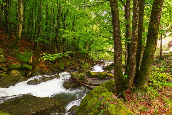 Ein Reißender Bach Park Buchenurwald Frühling Schöne Naturkulisse — Stockfoto