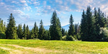 Güneşli bir günde ladin ormanı. Polonya 'daki doğal parkın manzaralı yaz manzarası. Yeşil doğa ortamı. Uzaktaki yüksek tatra sırtı bulutlu muhteşem gökyüzünün altında