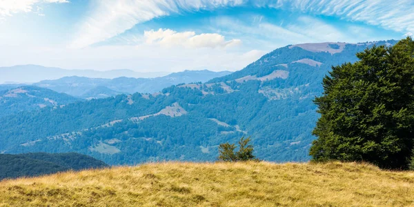 一个阳光灿烂的夏日 山上的森林 喀尔巴阡山脉美丽的风景 — 图库照片