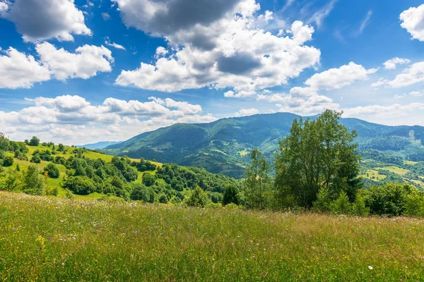 山中草场上的树木 夏天的风景秀丽的乡村景色和草地 阳光灿烂的日子里的乡村风景 田园诗般的绿色自然背景 晴朗的天气 蓝天白云 — 图库照片