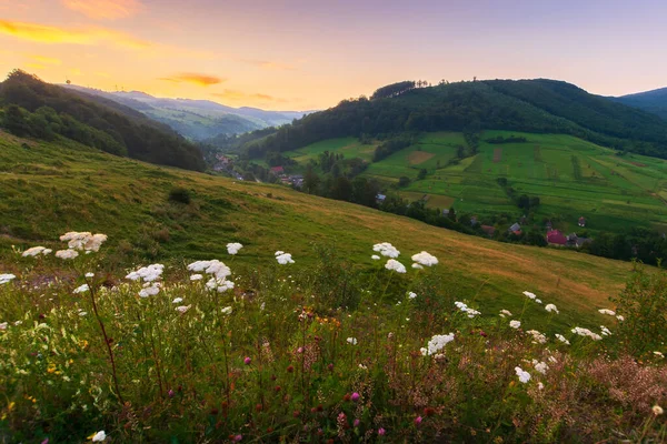 夜明けにカルパチア山脈の農村部の谷 畑や牧草地に草やハーブが茂る素晴らしい夏の風景森の斜面や朝の光の丘 — ストック写真