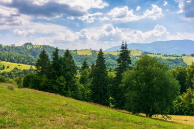 Karpat Alpleri 'nin cennet gibi yaz manzarası. Taze yeşil çayırlar güpegündüz tepelerde, öğle vakti. Yamaçlarında ağaçlar olan yeşil bir dağ. Gökyüzünde bulutlar olan güneşli bir hava