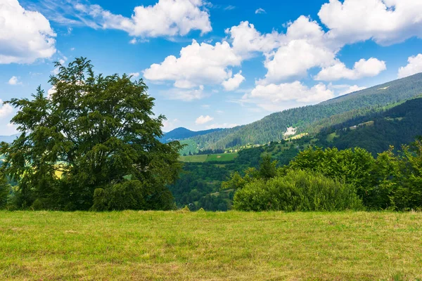 山の芝生の丘の上の木 カルパチア人の美しい田舎の夏の風景 遠くの田舎の谷だ 空にふわふわの雲が浮かぶ晴天 — ストック写真