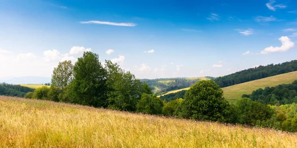 午後の光の中で草の上の木 カルパチア山脈の牧草地の美しい夏の風景 空にふわふわの雲が浮かぶ暖かく晴れた天気 — ストック写真