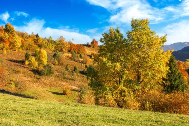Sonbaharda karpatya kırsal arazisi. Akşam ışığında güzel dağlık bir manzara. Çimenli tepelerde renkli ağaçlar...