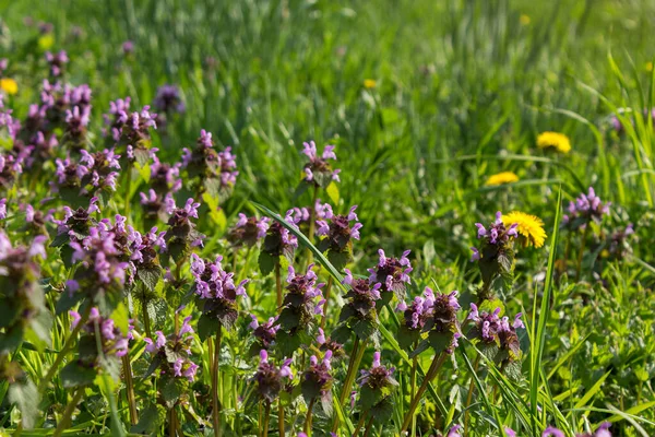 Flores Diente León Amarillo Entre Hierba Verde Entorno Jardín Rural — Foto de Stock