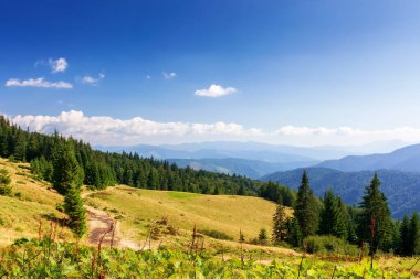 Bir yaz öğleden sonrasında Karpatlar 'ın dağ manzarası. Çimenli çayırlarda bir sıra çam ağacı. Kornohora sırtı neredeyse açık bir gökyüzünün altında