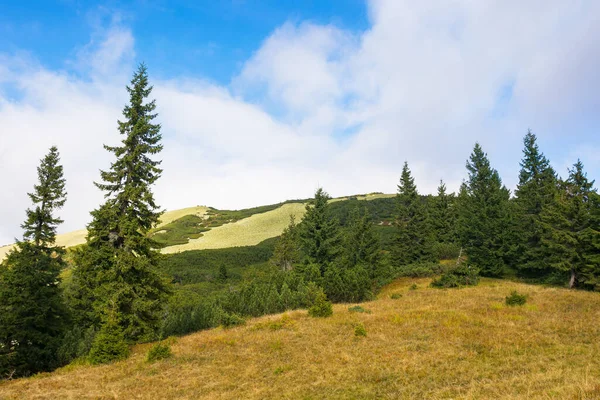 Árboles Coníferas Prado Hermoso Paisaje Montaña Del Parque Nacional Synevyr — Foto de Stock