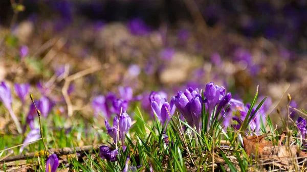 Природный Фон Цветущей Флорой Фиолетовые Цветы Крокус Среди Зеленой Травы — стоковое фото