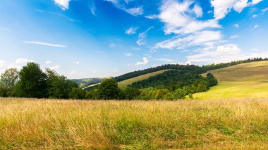 Çimenli çayırdaki ağaçlar öğleden sonra ışıklarıyla. Karpatya dağlarındaki kırsal alanların güzel yaz manzarası. Sıcak ve güneşli bir hava ve kabarık bulutlar.