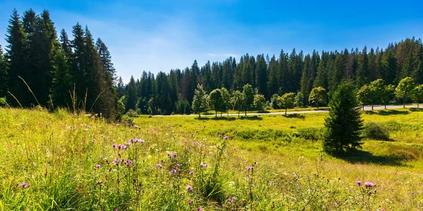 Krajobraz Letni Wsi Górach Piękne Krajobrazy Przyrody Zalesionych Wzgórz Trawiastych — Zdjęcie stockowe