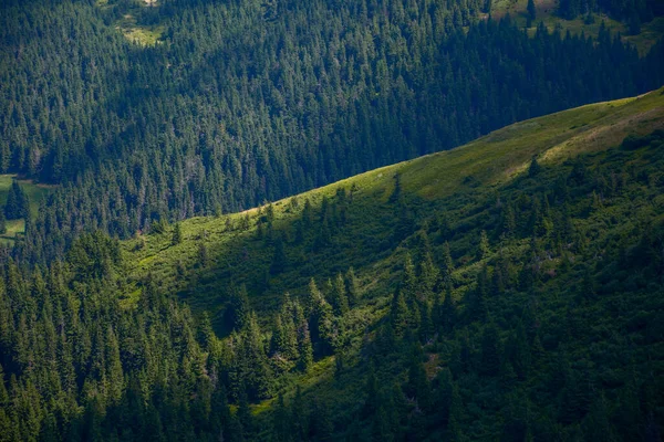 Bewaldete Hügel Fleckigem Licht Schöne Naturlandschaft Sommer Fichten Steilen Grashängen — Stockfoto
