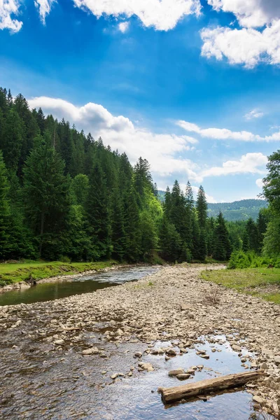 Orman Nehri Vadiden Geçiyor Yazın Güzel Doğa Manzarası Çimenli Sahildeki — Stok fotoğraf