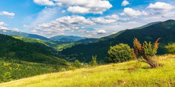 Bergige Landschaft Sommer Bewaldete Hügel Und Wiesen Einem Warmen Sonnigen — Stockfoto