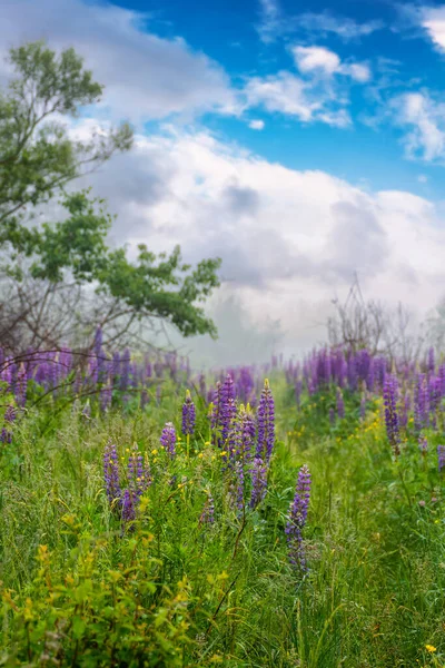 Campo Altramuz Púrpura Floreciendo Niebla Hermoso Paisaje Natural Verano Por — Foto de Stock