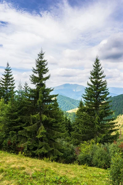 Árvores Prado Gramado Bela Cena Natureza Uma Tarde Nublada Paisagem — Fotografia de Stock