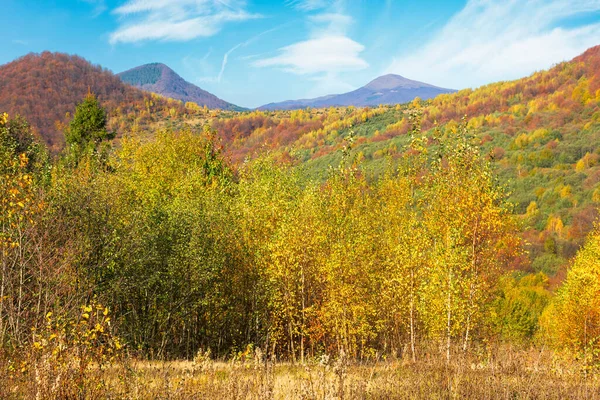 高山上秋天的自然景观 草甸上的白桦树 叶色斑斓 山上秋天落叶中的原始山毛榉林 温暖的阳光灿烂的天气 天空中飘扬着蓬松的云彩 — 图库照片