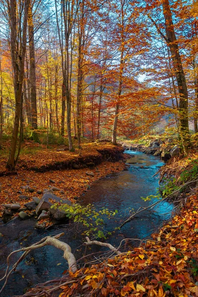 秋の森の山の川 朝の光の中で素晴らしい自然風景 落ち葉に覆われた海岸沿いの木々や石 渓谷に水が流れ込み — ストック写真
