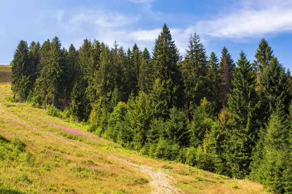 Jehličnatý Les Travnatém Kopci Krásná Karpatská Horská Krajina Létě Slunečné — Stock fotografie