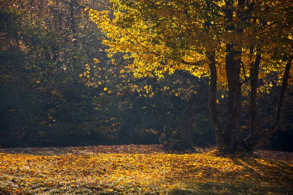 Drzewo Złotej Jesieni Liści Łące Piękna Scena Natury Świetle Poranka — Zdjęcie stockowe