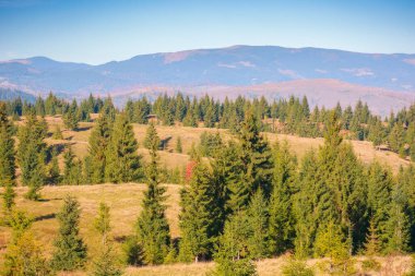 Çimenli tepelerdeki çam ağaçları. Apuseni Ulusal Parkı 'nda güneşli bir sonbahar sabahı. Avrupa 'yı gezmek, Romanya topraklarını keşfetmek