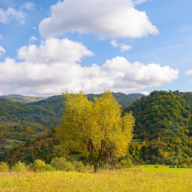 Kırsal çayırda sarı yapraklı ağaç. Güneşli bir sonbahar gününde dağlık kırsal alan. Uzak vadide, sarp tepelerin arasında, mavi gökyüzünün altında, tüylü bulutların altında.