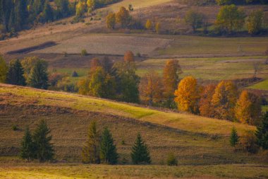 Dağlık kırsal alan. Yuvarlanan tepelerdeki tarlalar ve otlaklar. Güneşli bir sonbahar günü. Karpatya kırsal manzarasının güzelliği