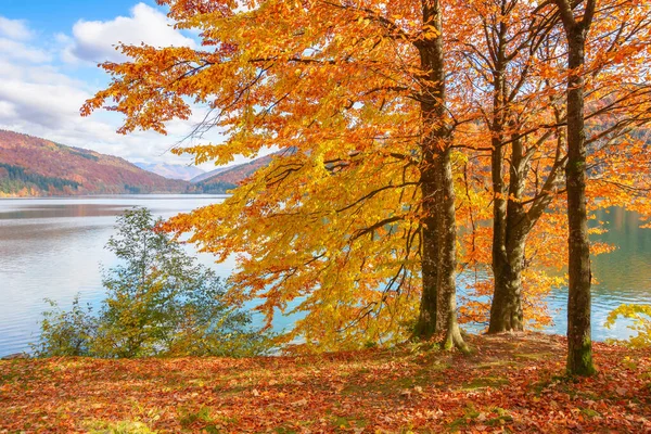 Trees Shore Lake Sunny Afternoon Autumn Beautiful Landscape Mountains Sky Stock Picture