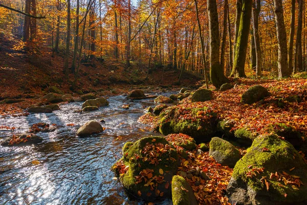 Fluxo Água Floresta Belo Outono Paisagem Natureza Com Folhagem Colorida — Fotografia de Stock