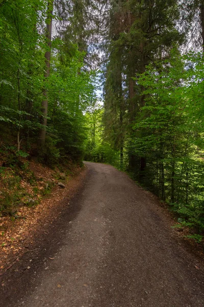 Lesní Cesta Přírodním Parkem Synevyr Venkovní Letní Krajina Slunečného Dne — Stock fotografie