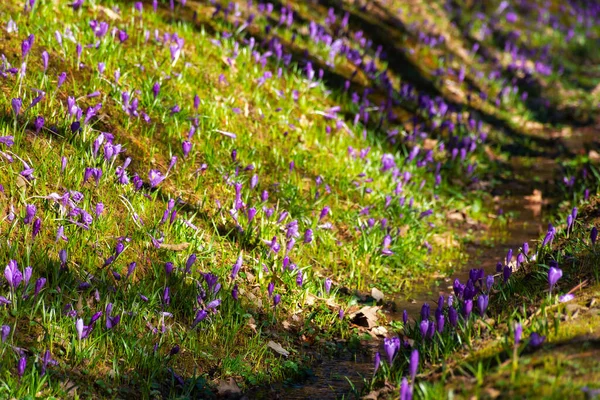 Wonderful Nature Scenery Spring Crocus Flowers Water Stream Forest Glade — Stock Photo, Image